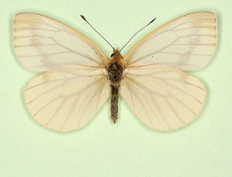 Pieris napi female (aberrant form pallidus + continua) (Internet Image property of respective owner, non-commercial use only)